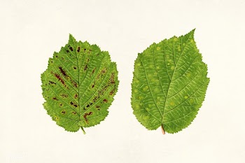Hazelnut leaves (Corylus) (1924) by James Marion Shull. Original from .. | Free public domain illustration - 2280053