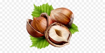 Hazelnut Nuts Common hazel Fruit - child 