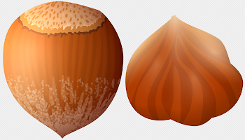 Hazelnut PNG Clip Art - Best WEB Clipart