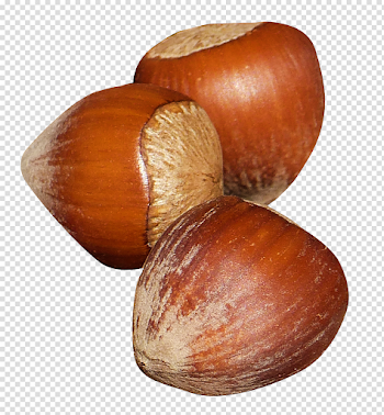 Hazelnut PNG Image - PurePNG | Free transparent CC0 PNG Image Library