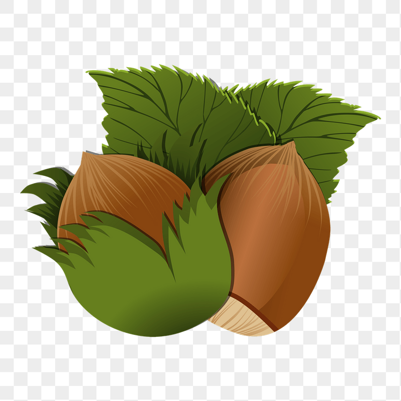 Hazelnut png sticker illustration, transparent | Free PNG - rawpixel