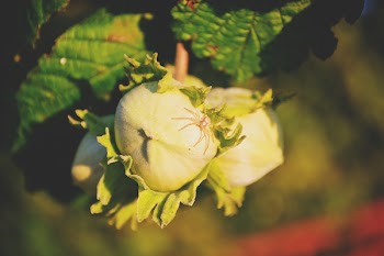 Hazelnuts