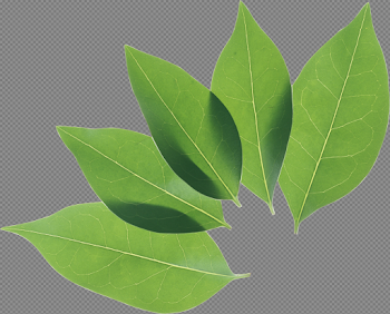 HD Download Png - Coca Leaves Png Transparent PNG Image Download ...