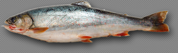 HD Fish Png - Dead Fish No Background , Free Unlimited Download ...