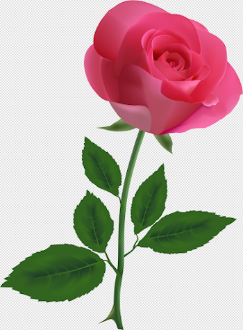 HD Green Rose Png - Pink Rose Transparent Background Transparent ...