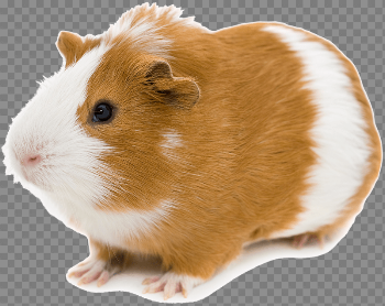 HD Pet Insurance - Guinea Pig Orange And White Transparent PNG ...