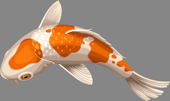 HD Pin Koi Fish Clipart Transparent - Koi Fish No Background ...