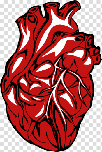 HD Real Heart Png Clipart - Human Heart Transparent Background ...