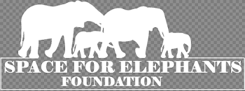 HD Sfe Logo White - Weight Loss Motivation Transparent PNG Image ...