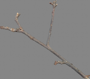 HD Y Shaped Twig , Free Unlimited Download #2045255 - Sccpre.cat