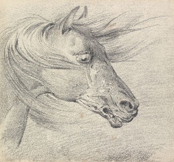 Head and Neck of a Horse | Free Photo - rawpixel
