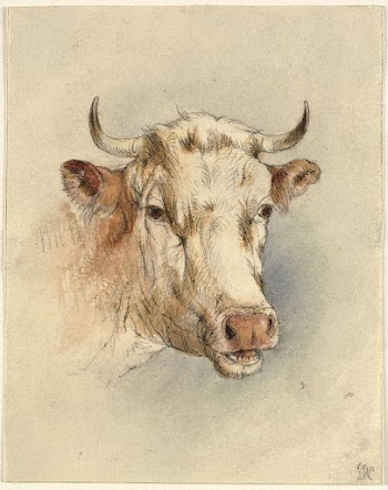 Head of a bull | Free Photo - rawpixel