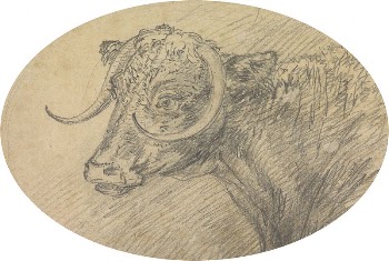 Head of a Bull | Free Photo - rawpixel