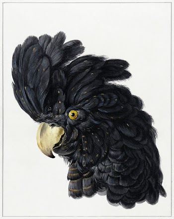 Head of a Cockatoo (1725 - 1792) in high… | Free public domain illustration