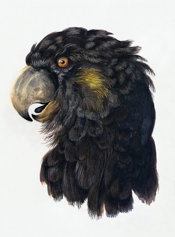 Head of a Cockatoo (1725&ndash;1792) drawing… | Free public domain illustration