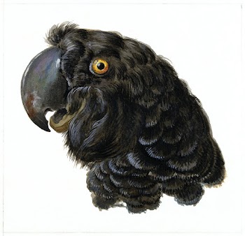 Head of a Cockatoo (1725&ndash;1792) painting… | Free public domain illustration