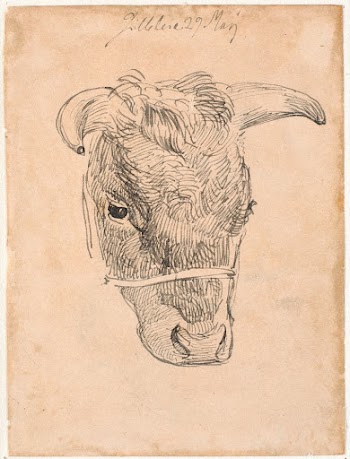 Head of a cow by Johan | Free Photo - rawpixel