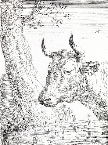 Head of a cow (ca. 1725&ndash;1792) print in… | Free public domain illustration