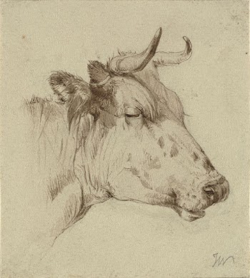Head of a cow | Free Photo - rawpixel
