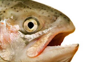 Head of a fish. Isolation on white.