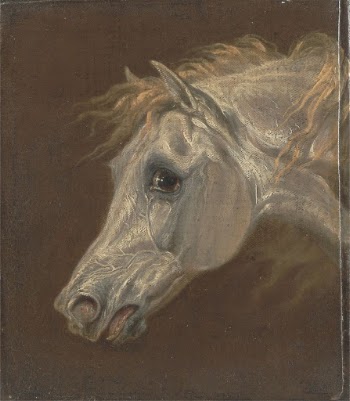 Head of a Grey Arabian | Free Photo - rawpixel