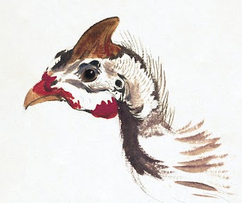 Head of a Helmeted Guineafowl (ca.… | Free public domain illustration