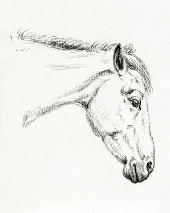 Head of a horse (1819) drawing in high… | Free public domain illustration