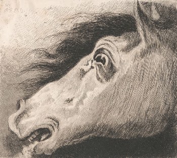 Head of a Horse | Free Photo - rawpixel