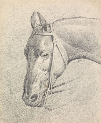 Head of a Horse Wearing | Free Photo - rawpixel