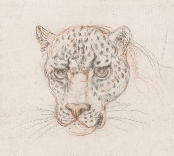 Head of a Leopard | Free Photo - rawpixel