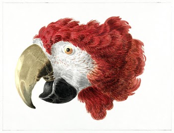 Head of a Macaw (1725&ndash;1792) painting in… | Free public domain illustration