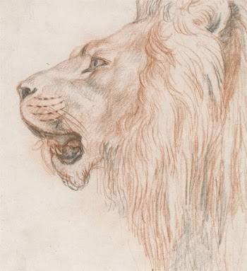 Head of a Male Lion | Free Photo - rawpixel
