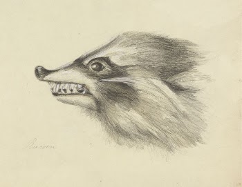 Head of a Racoon | Free Photo - rawpixel