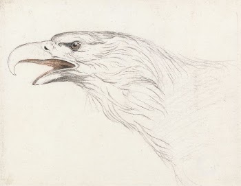 Head of an Eagle, Facing | Free Photo - rawpixel