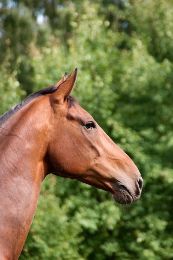 Head of Brown Horse