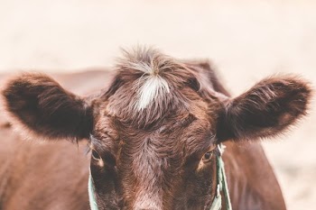 Head Of Cow Resting On Farm