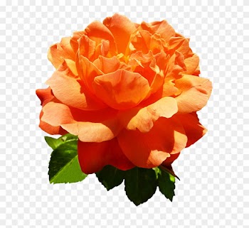 Head Of Orange Rose Flower - Orange Rose Flowers Png