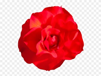 Head Of Singel Red Red Rose, Rosa Goldmarie Clipart - Garden Roses