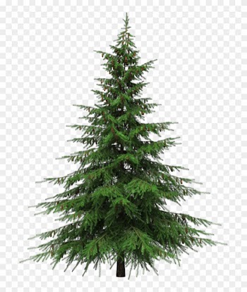 Healing Benefits Of Your Christmas Tree - Fir Tree Transparent Background