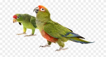 Healthy Natural Requirements Baby Birds - Parakeet