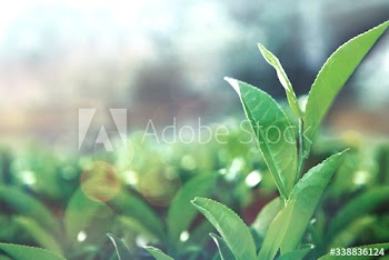 Healthy tea leaves