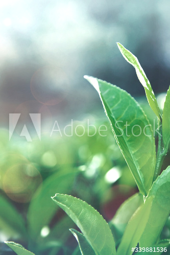 Healthy tea leaves