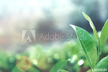 Healthy tea leaves