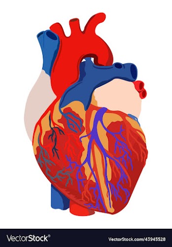 heart