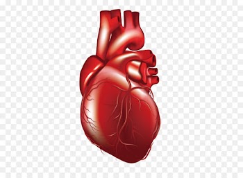 Heart 3D computer graphics Computer file - Vector human heart 
