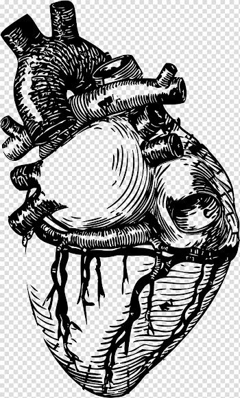Heart Anatomy , human heart transparent background PNG clipart