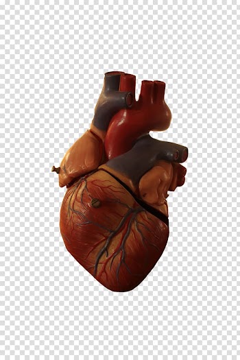 Heart Anatomy Organ, walrus transparent background PNG clipart