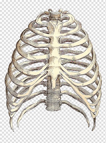 Heart Anatomy T-shirt Human skeleton Intercostal space, heart transparent background PNG clipart