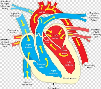 Heart Diagram Vein , human heart transparent background PNG clipart