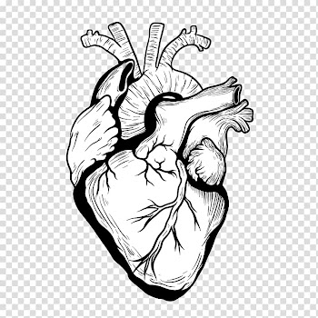 Heart Drawing Organ Designer, heart transparent background PNG clipart